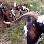 Bio Bauernhof Brandgut דירה Mühlbach am Hochkönig
