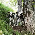 Bio Bauernhof Brandgut דירה