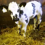 Bio Bauernhof Brandgut * Mühlbach am Hochkönig