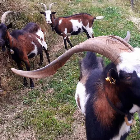 Bio Bauernhof Brandgut Apartamento Mühlbach am Hochkönig