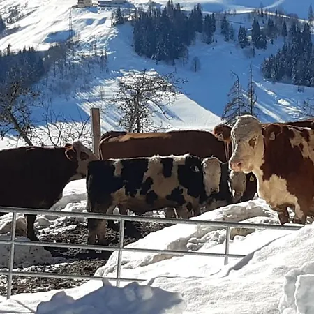 Daire Bio Bauernhof Brandgut Mühlbach am Hochkönig