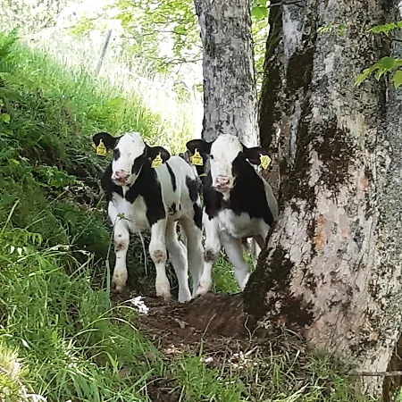 Bio Bauernhof Brandgut Daire