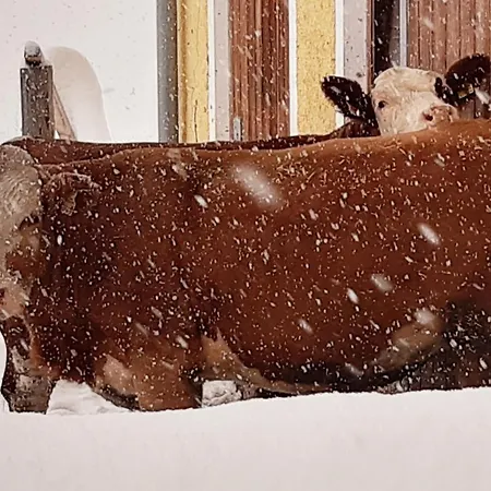 Bio Bauernhof Brandgut Apartment Muhlbach Am Hochkonig