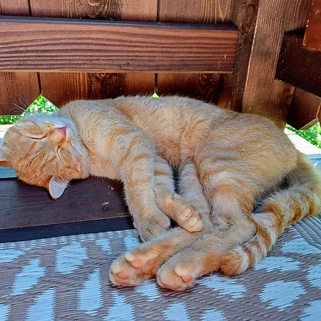 Bio Bauernhof Brandgut * Muhlbach Am Hochkonig