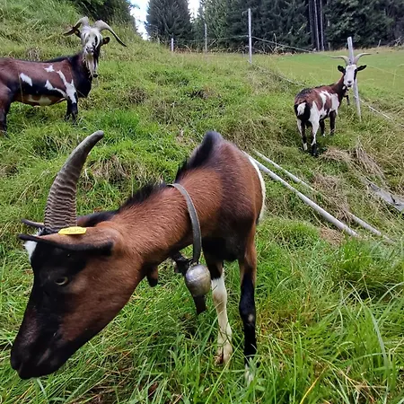 Daire Bio Bauernhof Brandgut