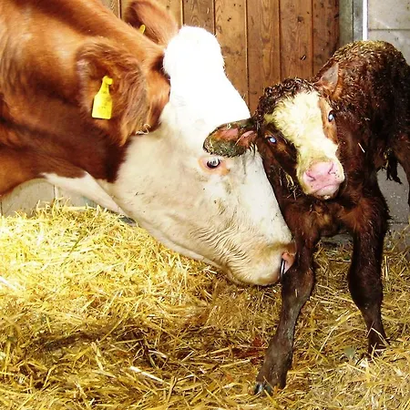 Bio Bauernhof Brandgut
