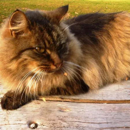 Bio Bauernhof Brandgut Apartament Mühlbach am Hochkönig