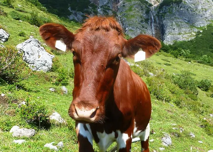 Bio Bauernhof Brandgut アパート *