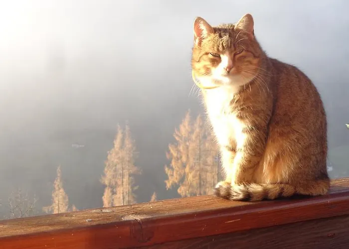 アパート Bio Bauernhof Brandgut