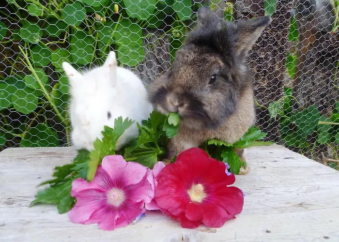 アパート Bio Bauernhof Brandgut Mühlbach am Hochkönig