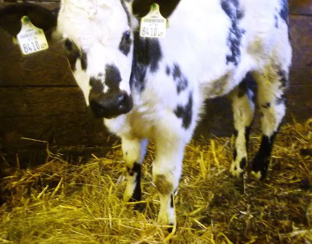 Bio Bauernhof Brandgut * Mühlbach am Hochkönig