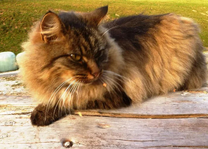 Bio Bauernhof Brandgut アパート Mühlbach am Hochkönig